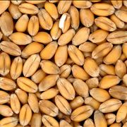 Picture Of Bread Wheat Cereals