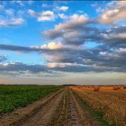 Picture Of Landscape Field Of Wheat Cerals