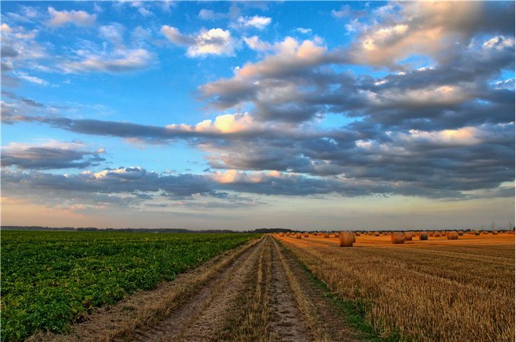 Picture Of Landscape Field Of Wheat Cerals