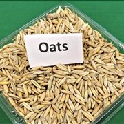 Picture Of Oats Grain Cereal