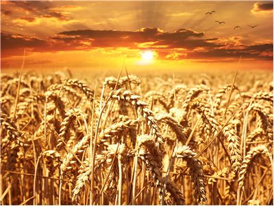 Picture Of Wheat Cereals Grain Field