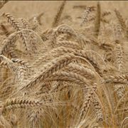 Picture Of Wheat Field Cereals